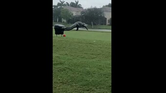 Massive alligator found 'strolling' on golf course in Florida's Storm Eta, caught on camera