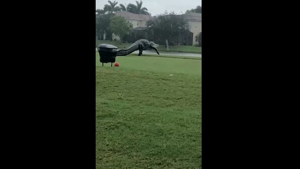 Massive alligator found 'strolling' on golf course in Florida's Storm Eta, caught on camera