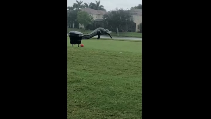 Massive alligator found 'strolling' on golf course in Florida's Storm Eta, caught on camera