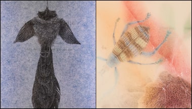 In Garima Gupta's 'filed under: a/muse/um', an examination of the politics of documenting, archiving