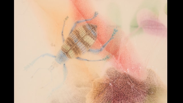 Garima Gupta | Thank you for shopping with us! 01, detail, 2020 | Colour pencils and graphite on gateway paper | 11.6 x 8.3 inches