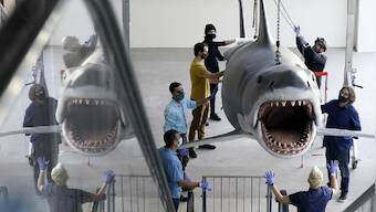 Jaws replica shark model restored, installed at Academy Museum of Motion Pictures