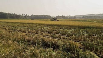 What do we lose when we lose a grain of rice? | Story of Goa's Korgut rice, grown in its Khazans, is story of the state