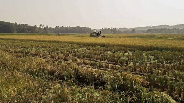 What do we lose when we lose a grain of rice? | Story of Goa's Korgut rice, grown in its Khazans, is story of the state