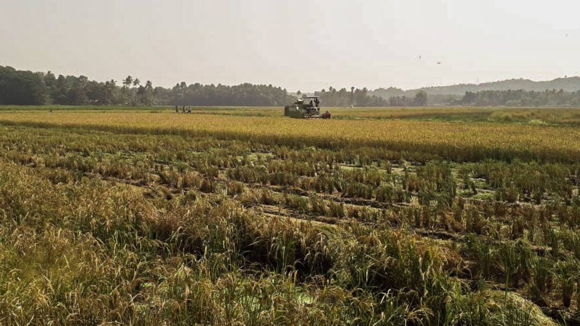 Koring Rice What do we lose when we lose a grain of rice? | Story of Goa's Korgut ...