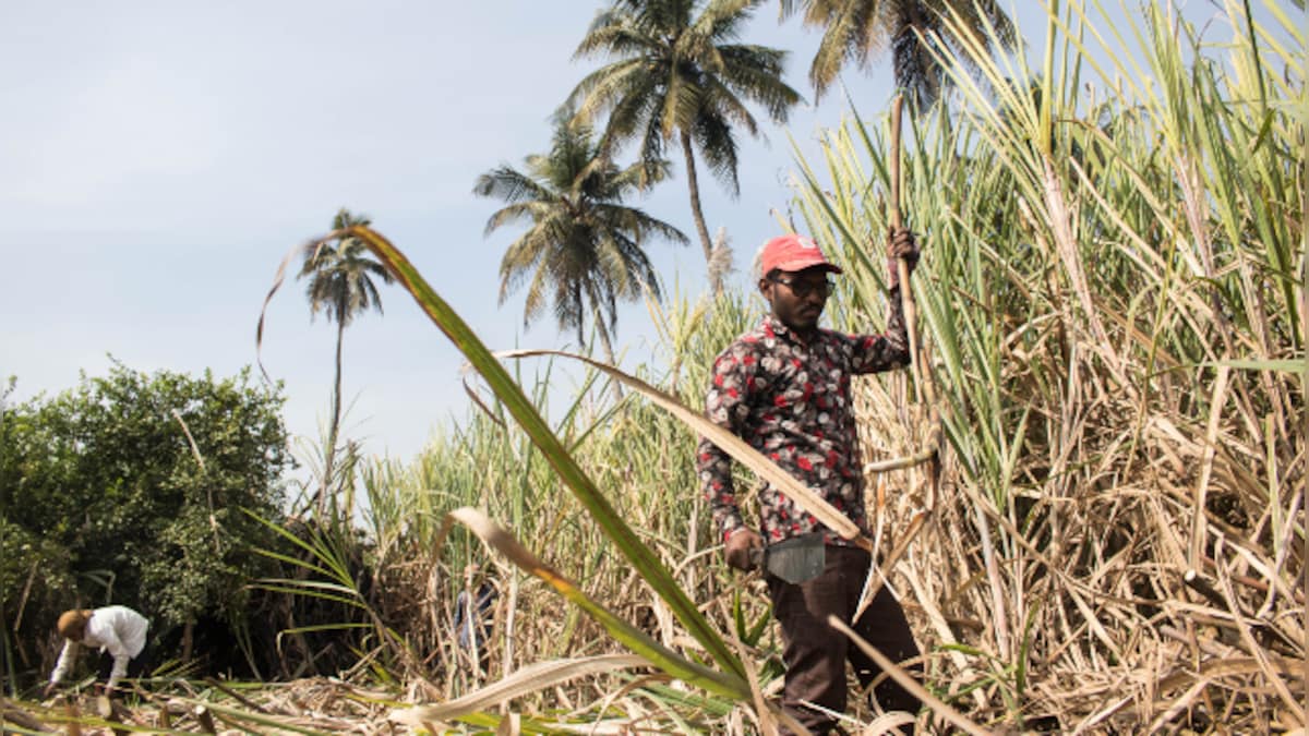 India imposes restrictions on sugar exports from 1 June to maintain domestic availability, price stability