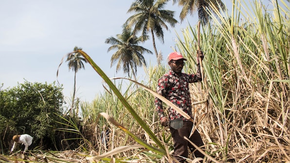 Highest ever price for sugarcane farmers approved by cabinet committee on economic affairs