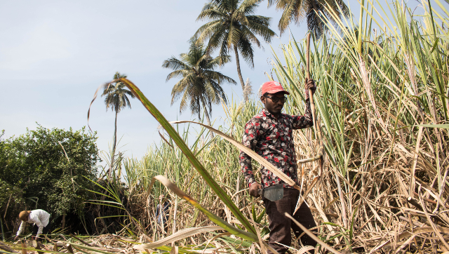 Highest ever price for sugarcane farmers approved by cabinet committee on economic affairs Highest ever price for sugarcane farmers approved by cabinet committee on economic affairs