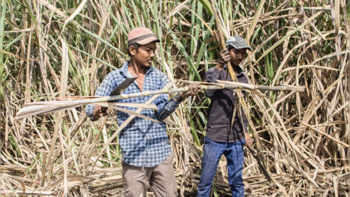 In locked-down Maharashtra, sugarcane field labourers' lives are upturned by rising debt, inability to access education