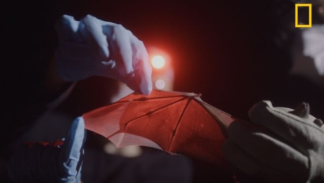 Virus Hunters review: Haunting National Geographic documentary investigates aftermath of deadly viruses Virus Hunters review: Haunting National Geographic documentary investigates aftermath of deadly viruses