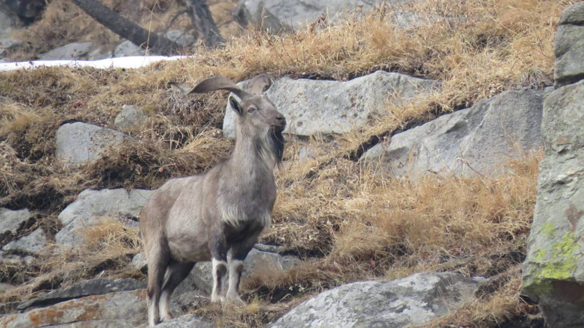 Markhor struggles to survive in Kashmir as its Hirapora habitat is overgrazed, fragmented by roads and power lines