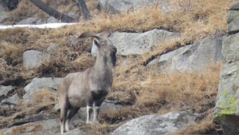 Markhor struggles to survive in Kashmir as its Hirapora habitat is overgrazed, fragmented by roads and power lines