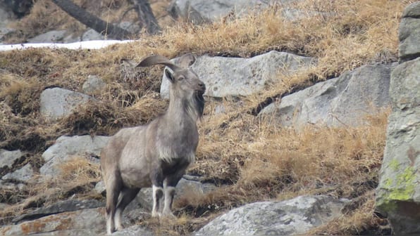 Markhor struggles to survive in Kashmir as its Hirapora habitat is overgrazed, fragmented by roads and power lines