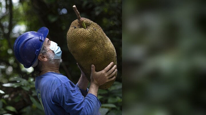 In Brazil, world's largest tree-borne fruit is either danger or delight: Journey of the jackfruit in southern hemisphere