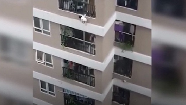 'Superhero' delivery man catches toddler after she falls from 12th floor of apartment building in Vietnam's Hanoi 'Superhero' delivery man catches toddler after she falls from 12th floor of apartment building in Vietnam's Hanoi