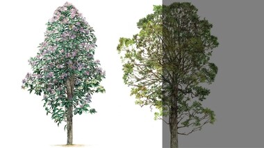 On World Earth Day, Indian artists reflect on their relationship with trees and use of art to bring attention to natural world