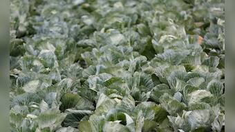 Scientists reveal 'ideal diet' for peoples' and planet's health