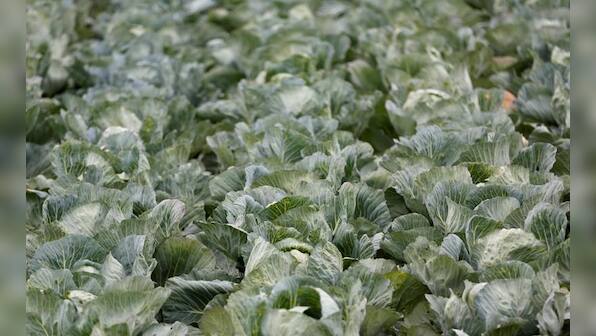 Scientists reveal 'ideal diet' for peoples' and planet's health