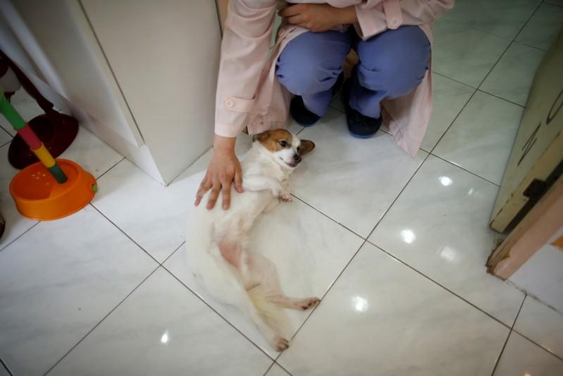Like a son but cheaper harried South Koreans pamper pets instead of having kids
