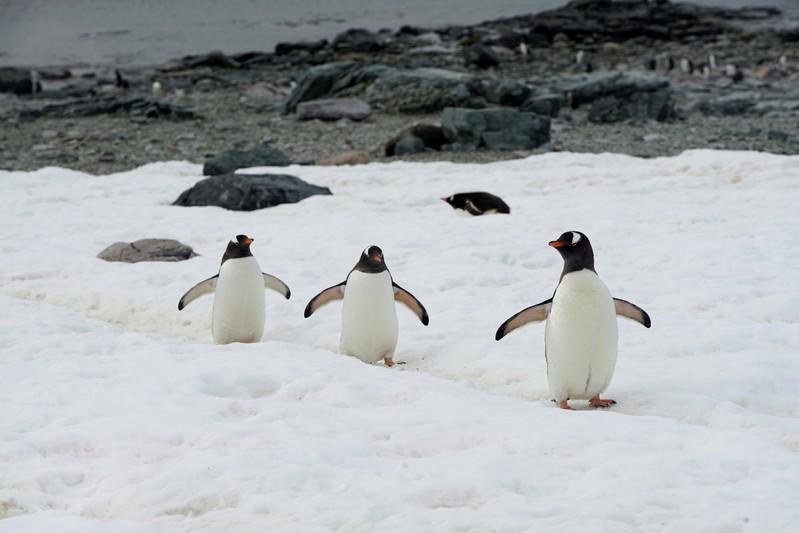 As polar seas heat up mammals will find less slow stupid prey