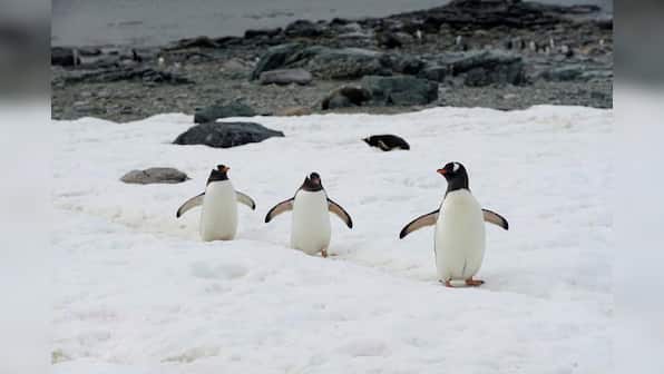 As polar seas heat up, mammals will find less slow, stupid prey