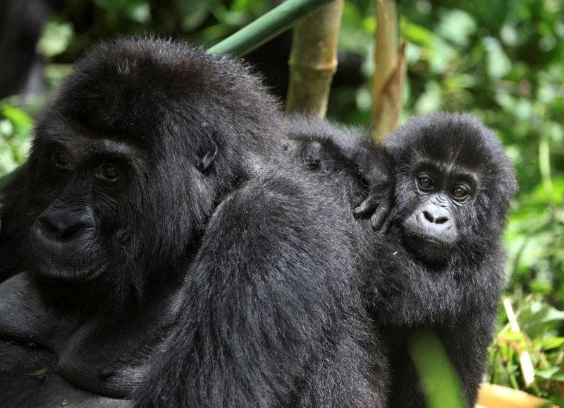 Six Virunga Park rangers killed in eastern Congo ambush