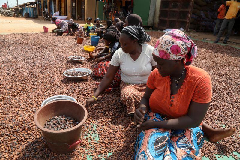 Ivory Coast faces 100000tonne cocoa bean pileup as demand slows