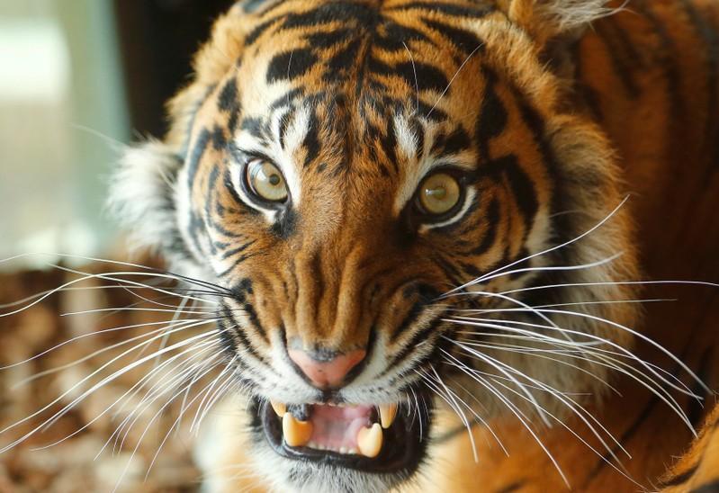 Two tigers die in separate fights at British zoos