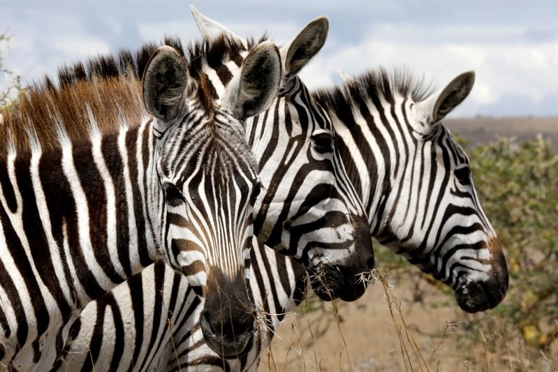 Why do zebras have stripes They make bad landing strips for flies