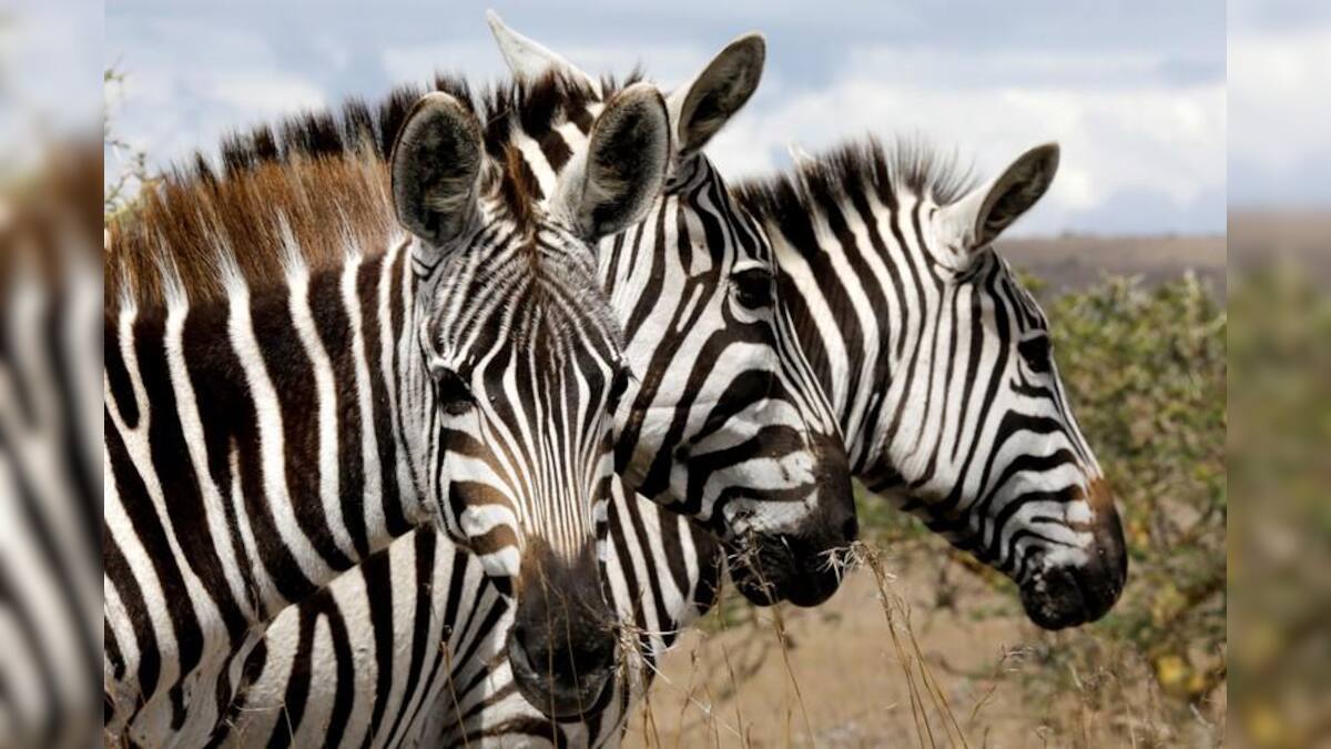 Why do zebras have stripes? They make bad landing strips for flies