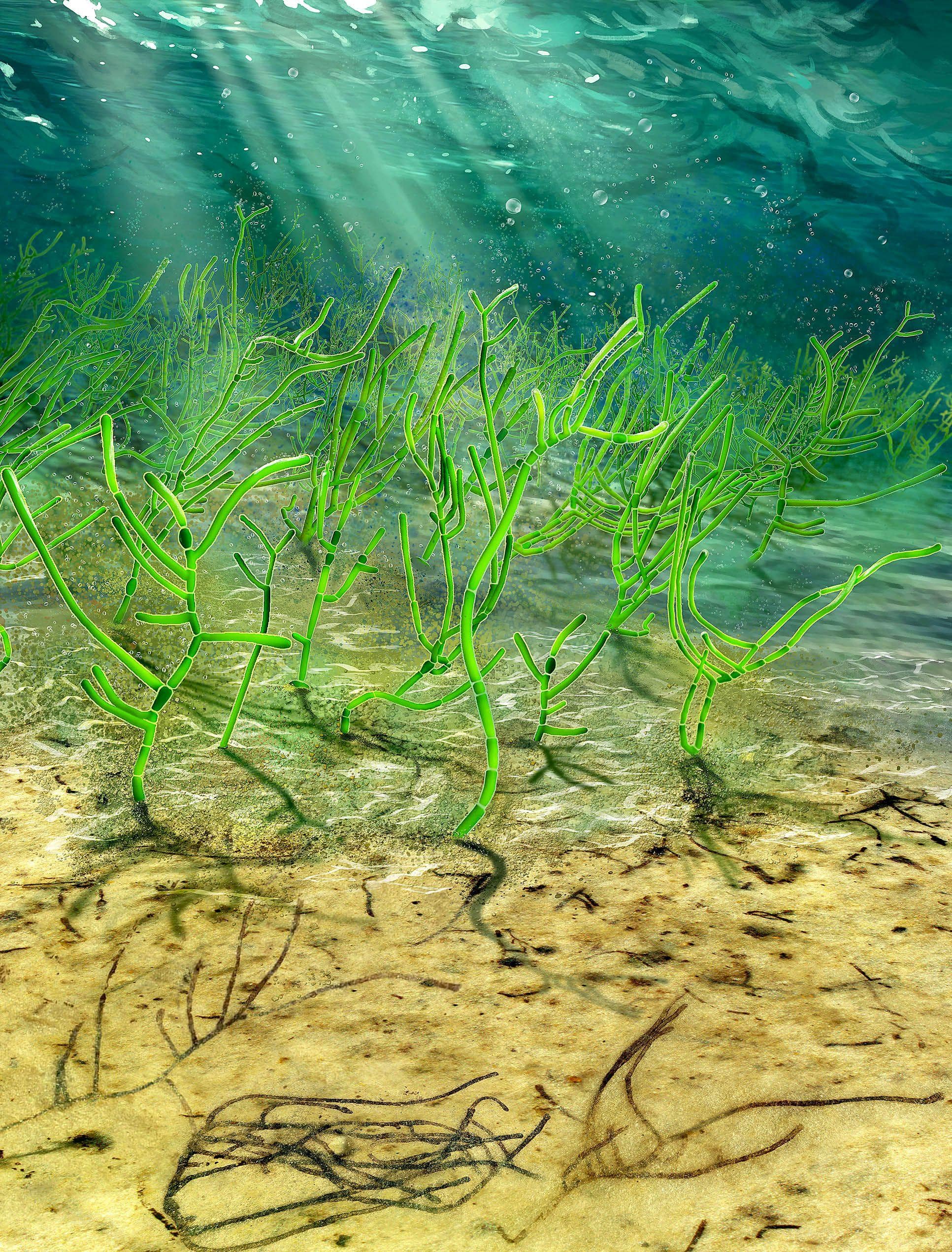 Billion-year-old Chinese seaweed is oldest green plant fossil