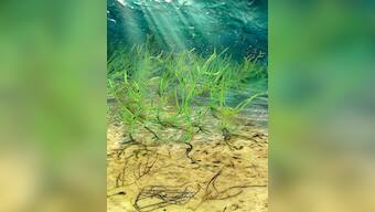 Billion-year-old Chinese seaweed is oldest green plant fossil