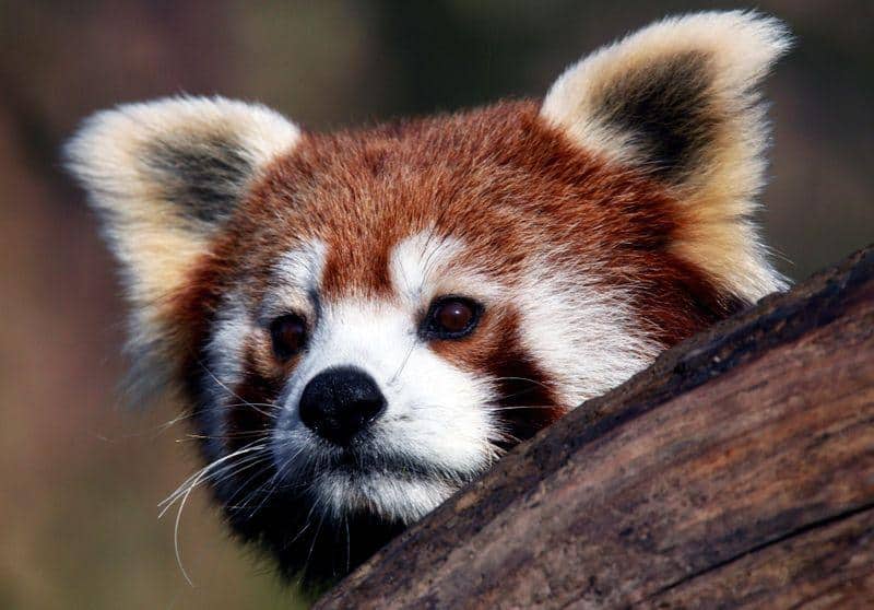 Genetic study shows the red panda is actually two separate species Genetic study shows the red panda is actually two separate species