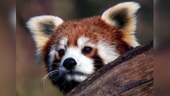 Genetic study shows the red panda is actually two separate species