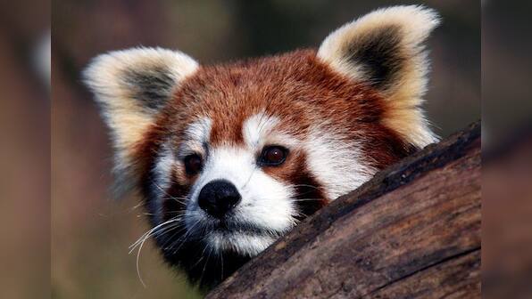 Genetic study shows the red panda is actually two separate species