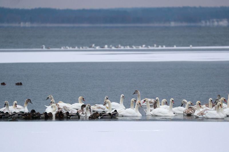 Swans bask in warm waters from Ukrainian nuclear plant during winter freeze