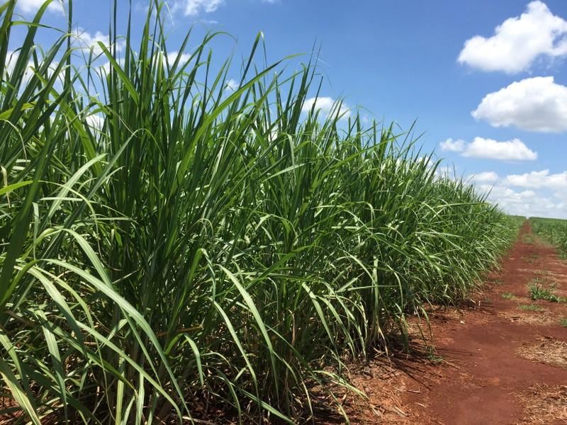 Late Brazil cane harvest may catch sugar traders offguard