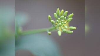 Canada says China has provided no evidence to justify canola ban