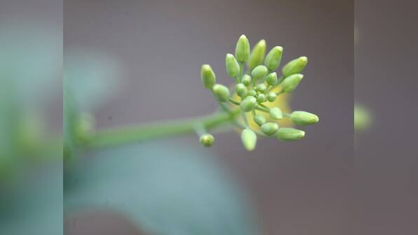 Canada says China has provided no evidence to justify canola ban