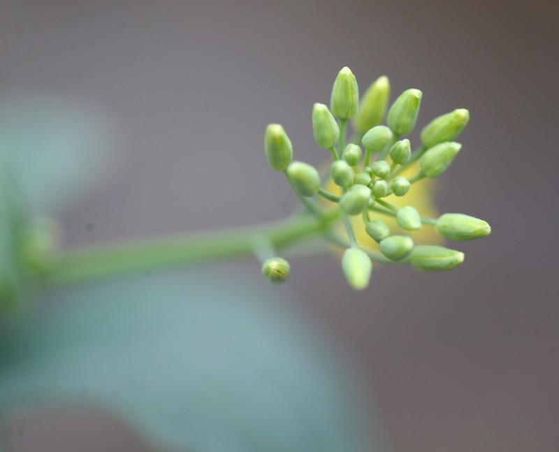 Canada says China has provided no evidence to justify canola ban Canada says China has provided no evidence to justify canola ban