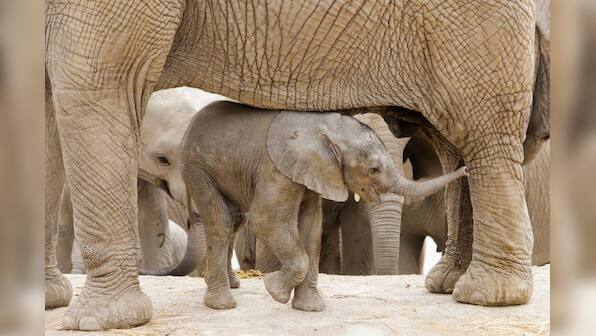 African elephants face growing risk of extinction - Red List