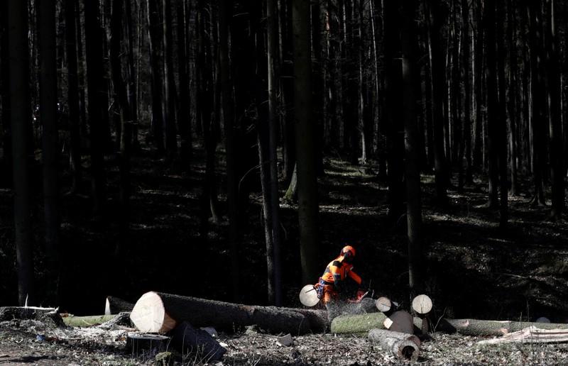 Climate change to blame as bark beetles ravage central Europes forests