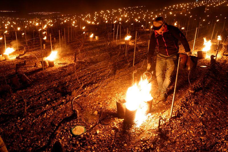 French winemakers set candles and straw ablaze to save vines from frost