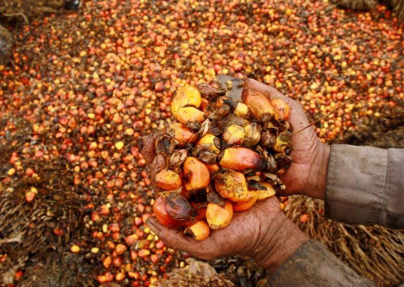 Vegoils: Palm up after six days of falls, supported by weaker ringgit