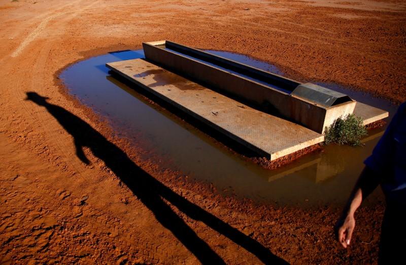 Australian wheat farmers plant in dust bowl and pray for rain