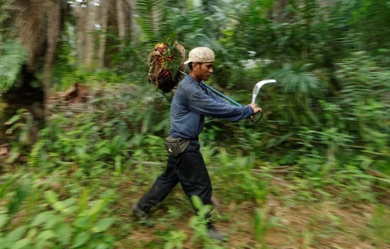 Vegoils: Palm oil hits near two-week high on expectation 