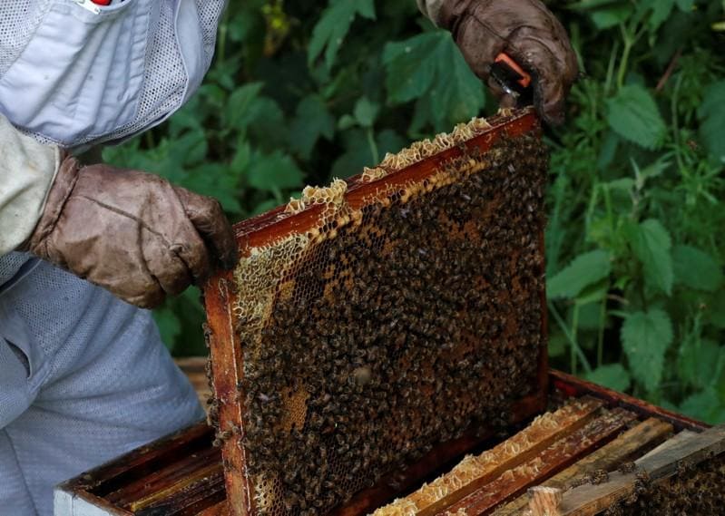 EU court upholds insecticide ban to protect bees