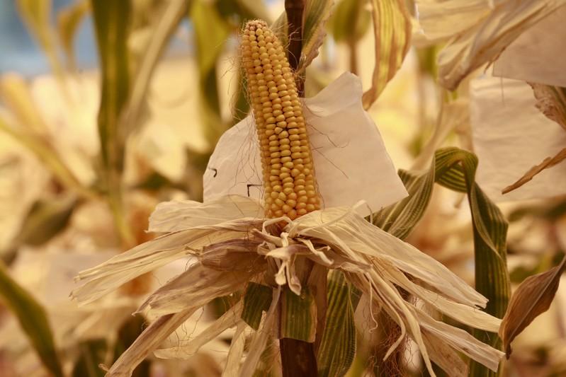 Exclusive US wants China to approve more biotech crops under trade deal  sources