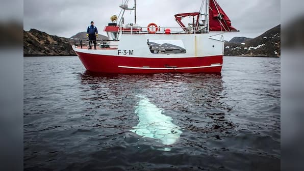 A whale is pining for the fjords, and Norwegians are worried