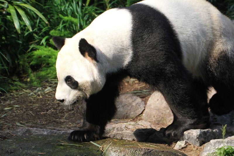 Pandas to return to China as Canada zoo runs short of bamboo during pandemic